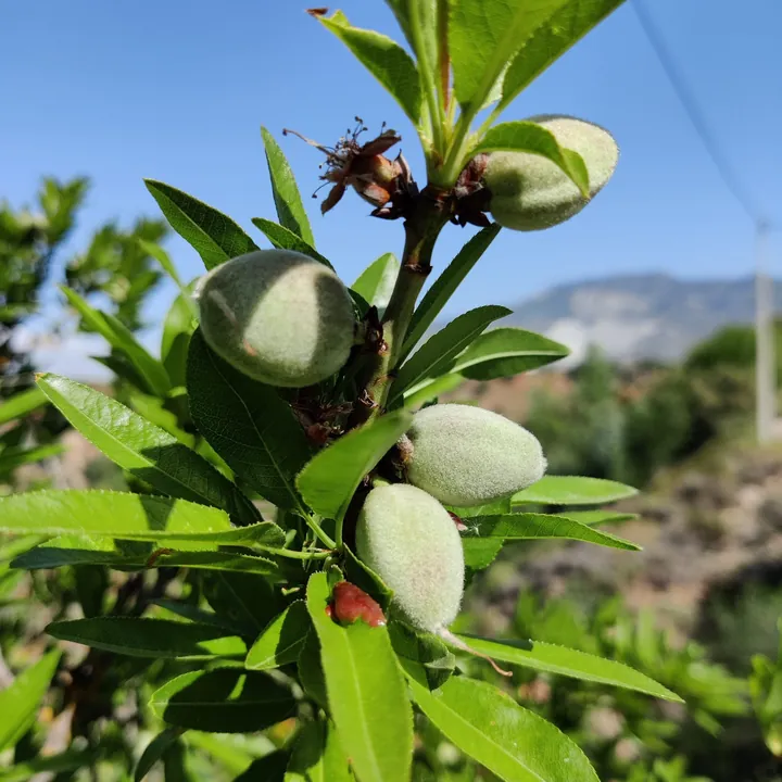 Green almonds in their furry husks growing on a branch against a blue sky
