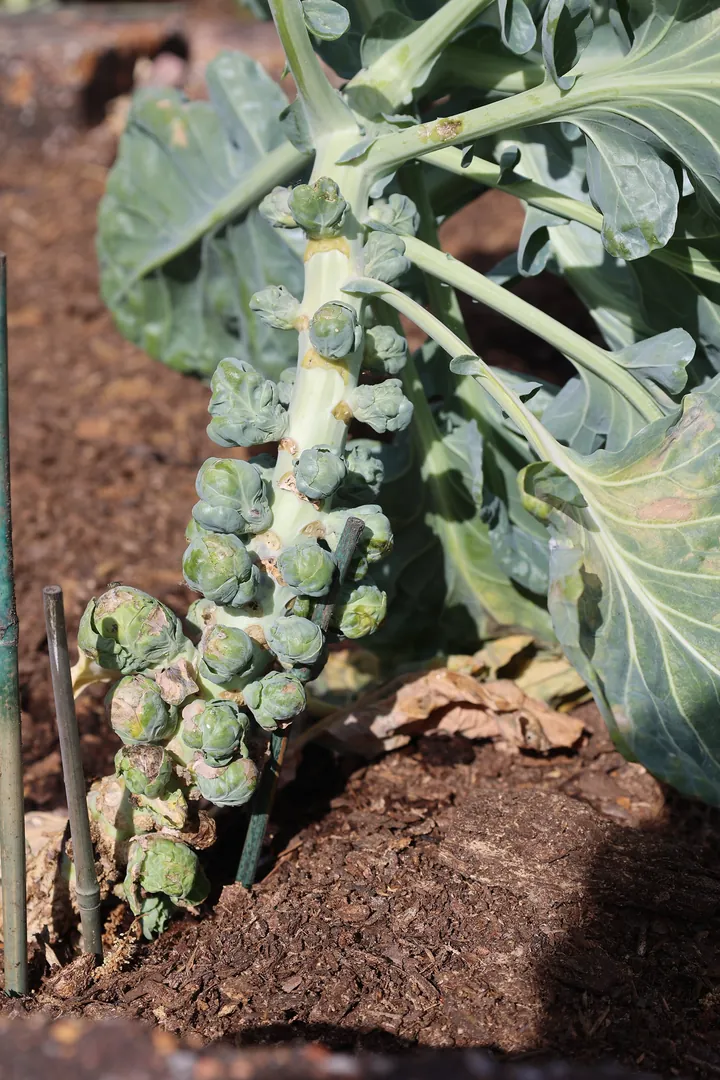 Brussels sprouts growing on the stalk in a vegetable garden