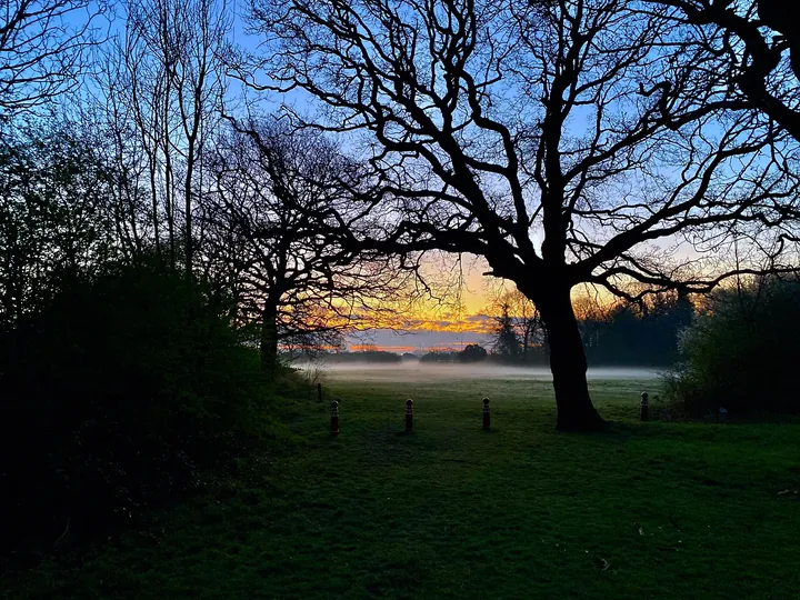 Bare trees silhouetted against an orange dawn, with mist lying over the parkland