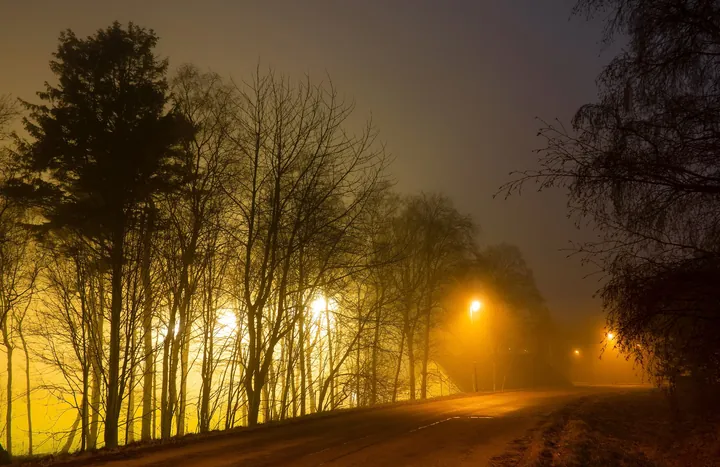Streetlights glowing orange through fog along a tree-lined road at night