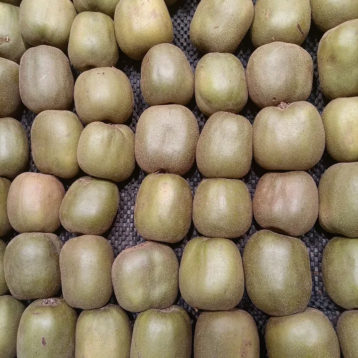 Rows of whole kiwi fruit laid out on a dark mat