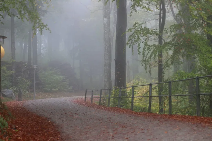 A park path curving past a fence and fallen leaves into soft morning mist