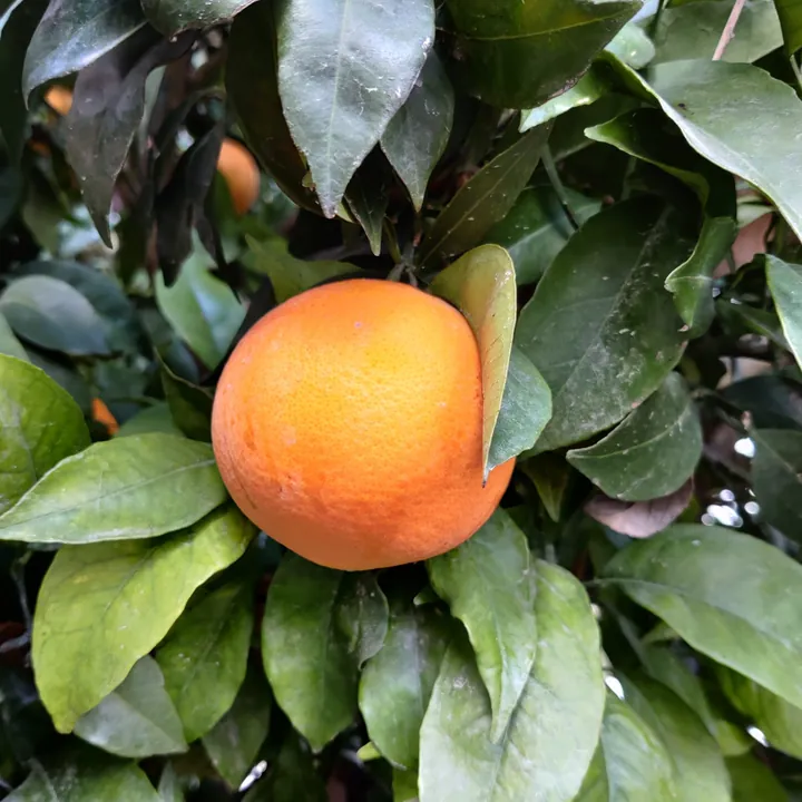 A single ripe orange growing among dark green leaves
