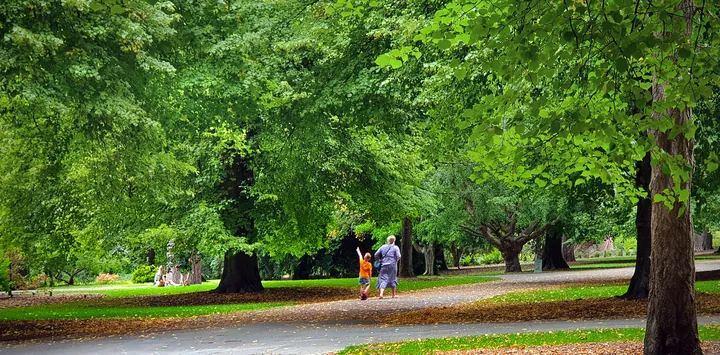 People walking along a path under large trees in a sunny park, seen from a distance