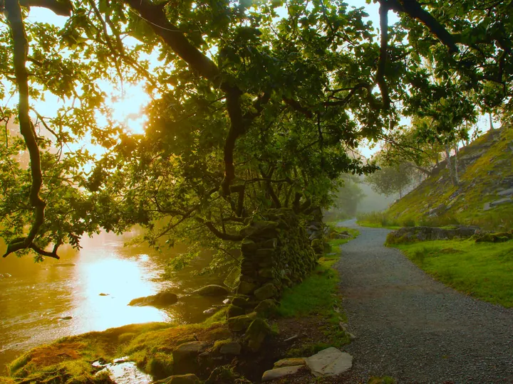 Morning sun lighting a riverside path beneath oak trees