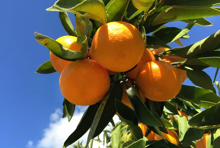 Ripe satsumas hanging among glossy leaves against a blue sky