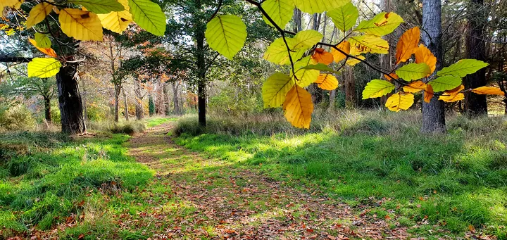 A grassy woodland path in autumn light, with sunlit leaves in the foreground